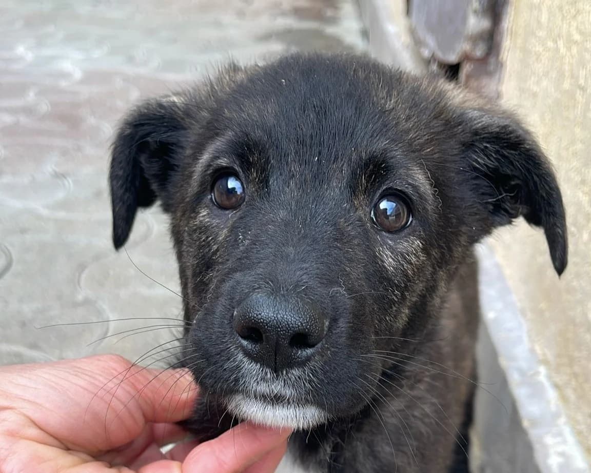 Rina, female puppy Mixed Breed for adoption at Tierrettung International e.V.
