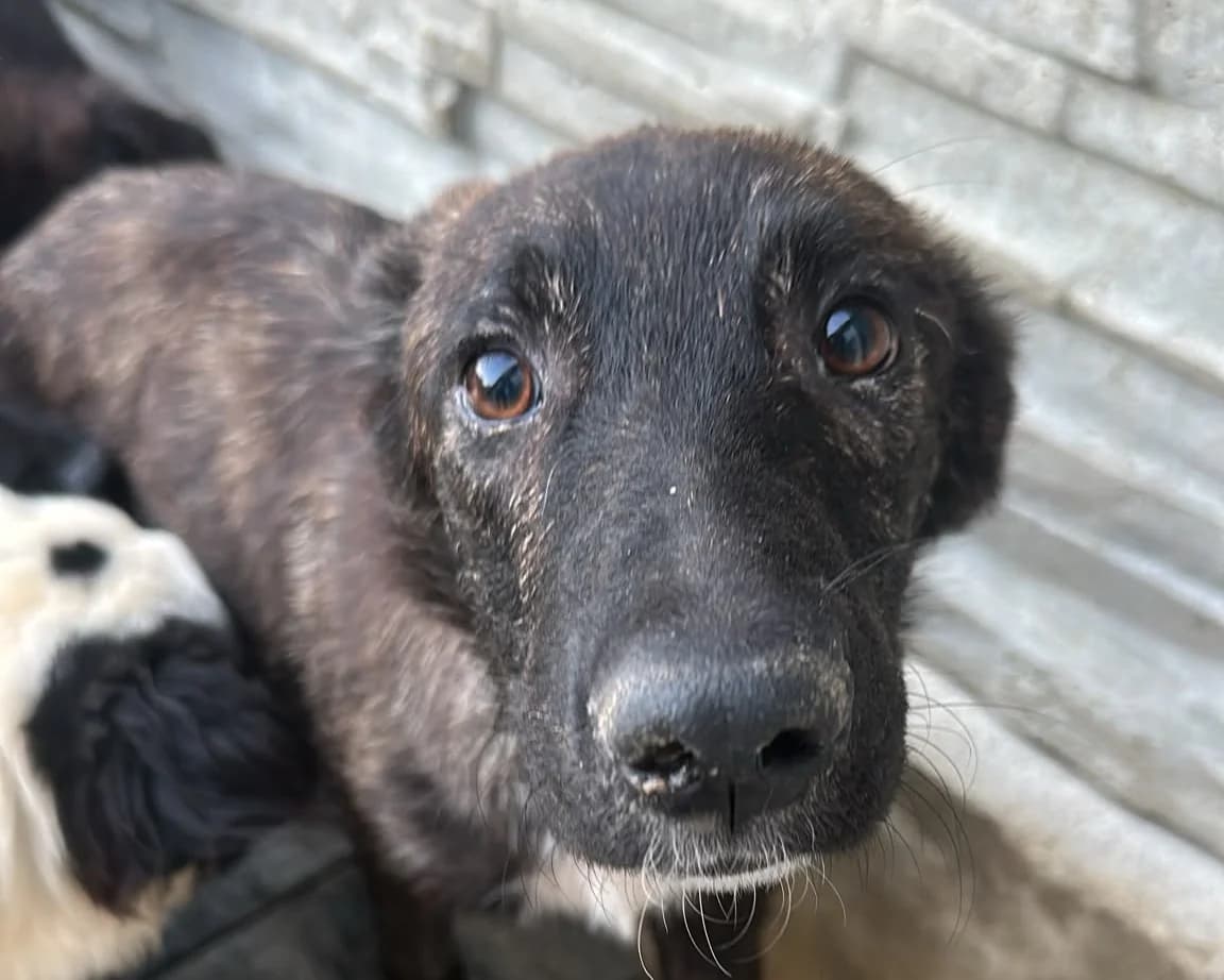 Rina, female young Mixed Breed for adoption at Tierrettung International e.V.
