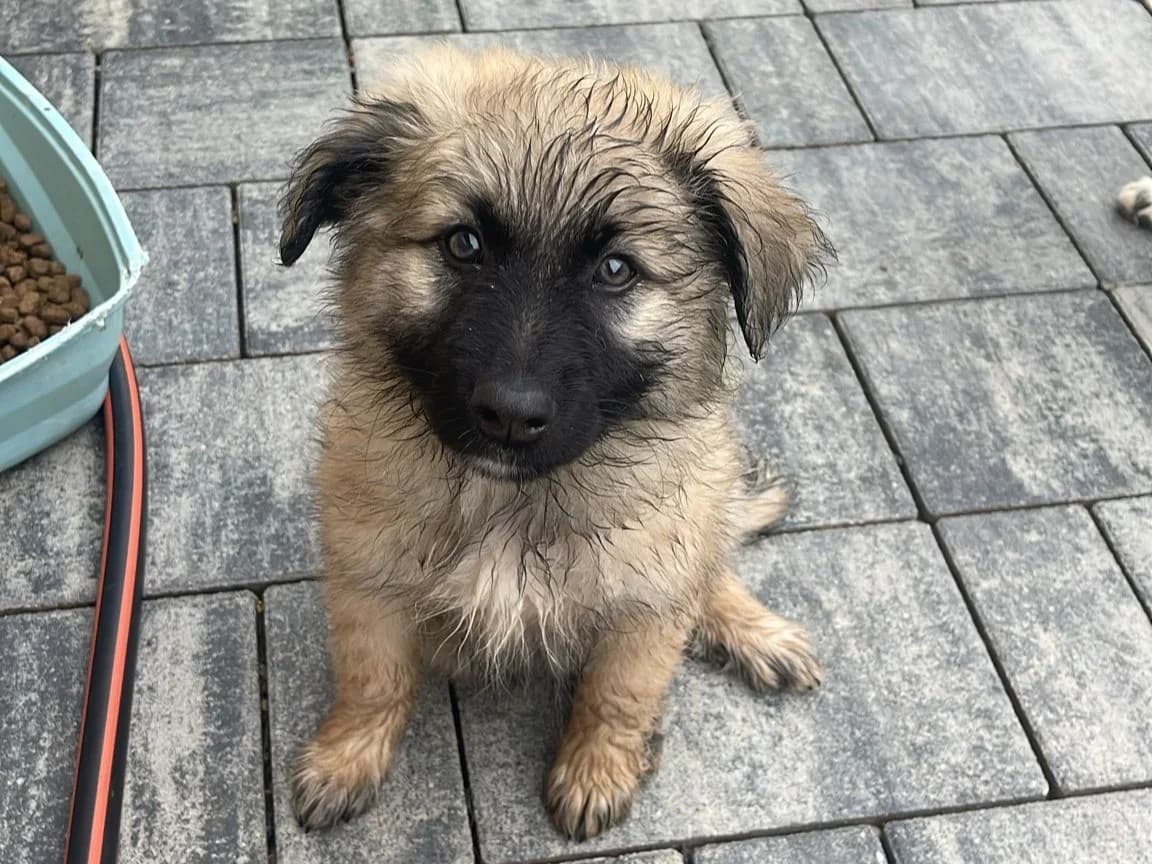 Romy, female puppy Mixed Breed for adoption at Tierrettung International e.V.
