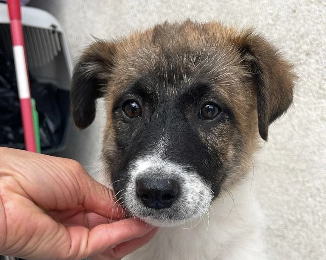 Roxy, female puppy Mixed Breed for adoption at Tierrettung International e.V.