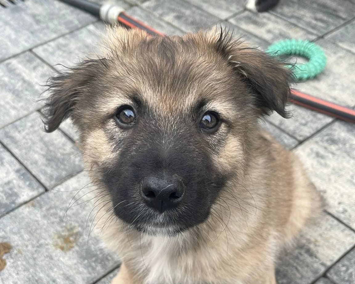 Rascal, male puppy Mixed Breed for adoption at Tierrettung International e.V.
