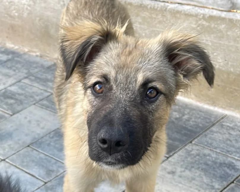 Rascal, male young Mixed Breed for adoption at Tierrettung International e.V.