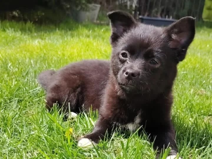 Flory, female puppy Mixed Breed for adoption at Tierrettung International e.V.