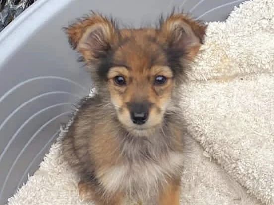 Rumy, female puppy Mixed Breed for adoption at Tierrettung International e.V.