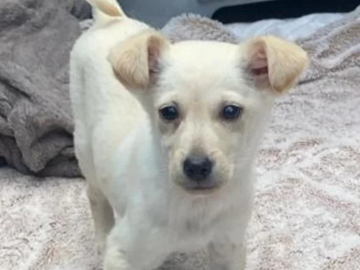 Rolfy, male puppy Mixed Breed for adoption at Tierrettung International e.V.