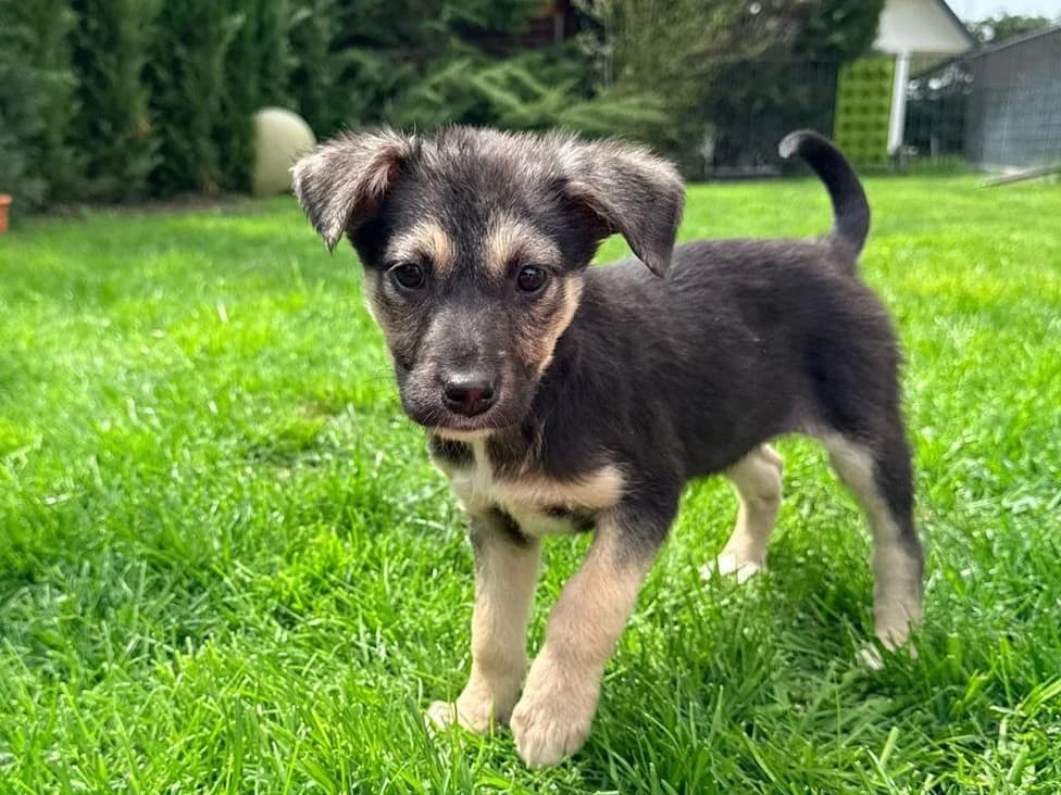 Delia, female puppy Mixed Breed for adoption at Tierrettung International e.V.