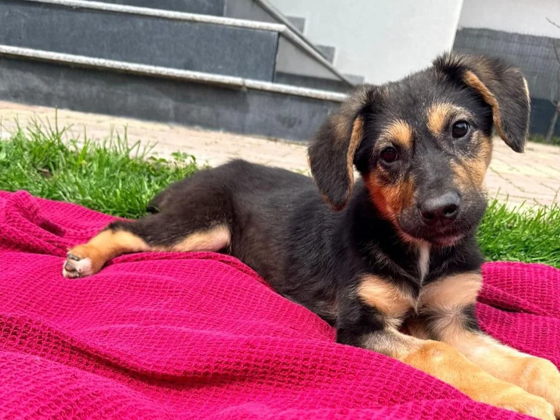 Daysi, female puppy Mixed Breed for adoption at Tierrettung International e.V.