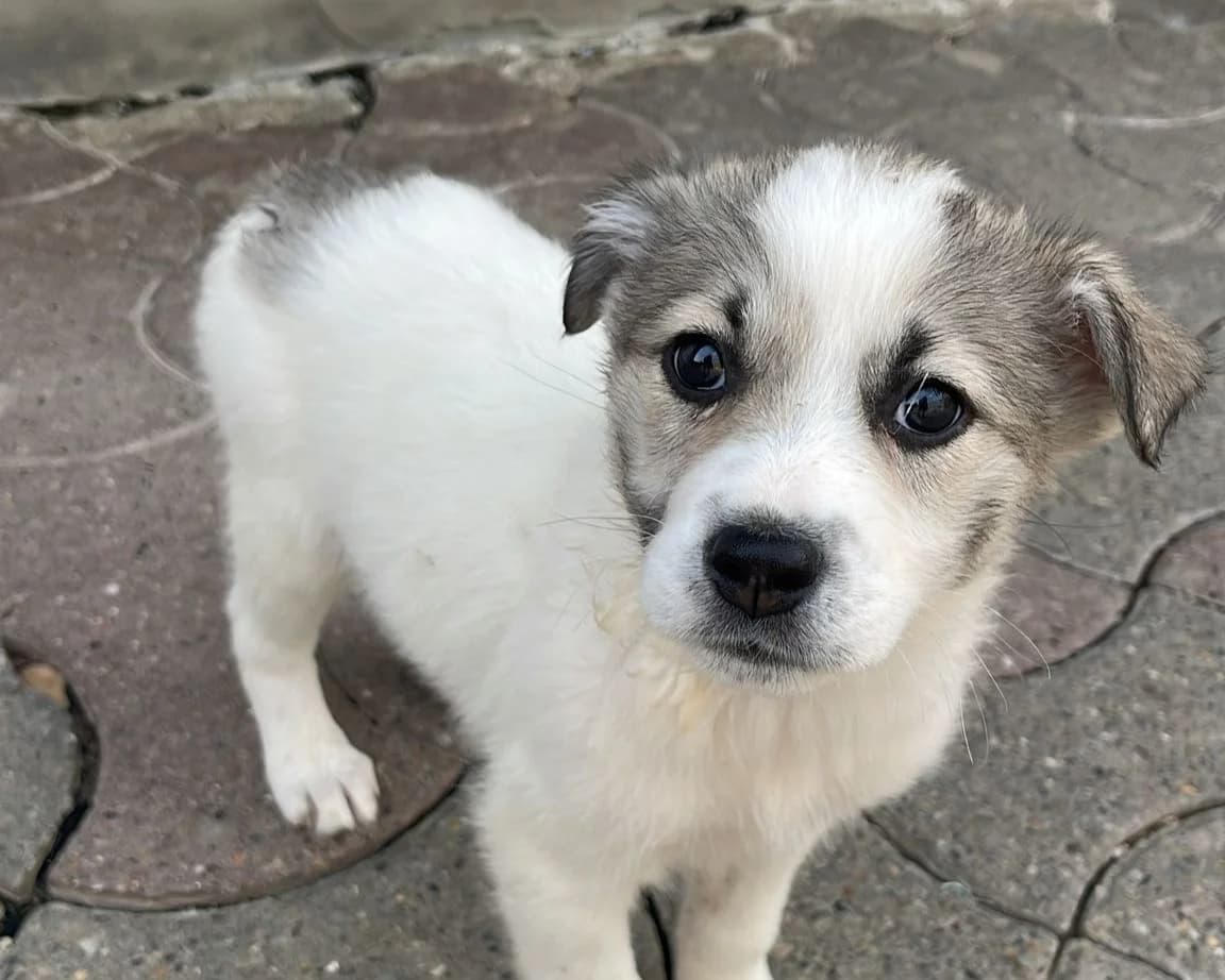 Rike, female puppy Mixed Breed for adoption at Tierrettung International e.V.