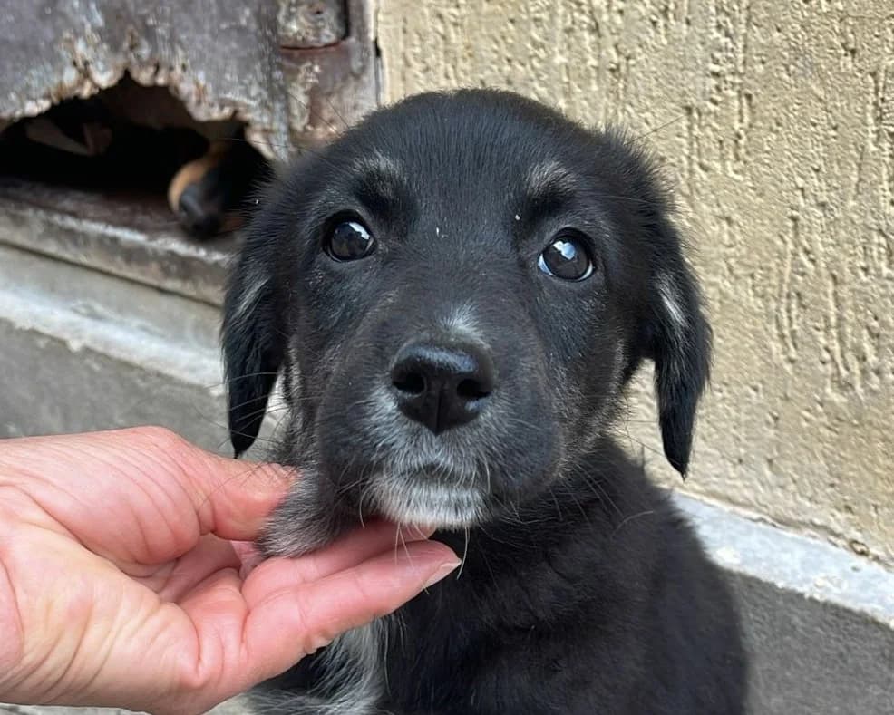 Toive, female puppy Mixed Breed for adoption at Tierrettung International e.V.