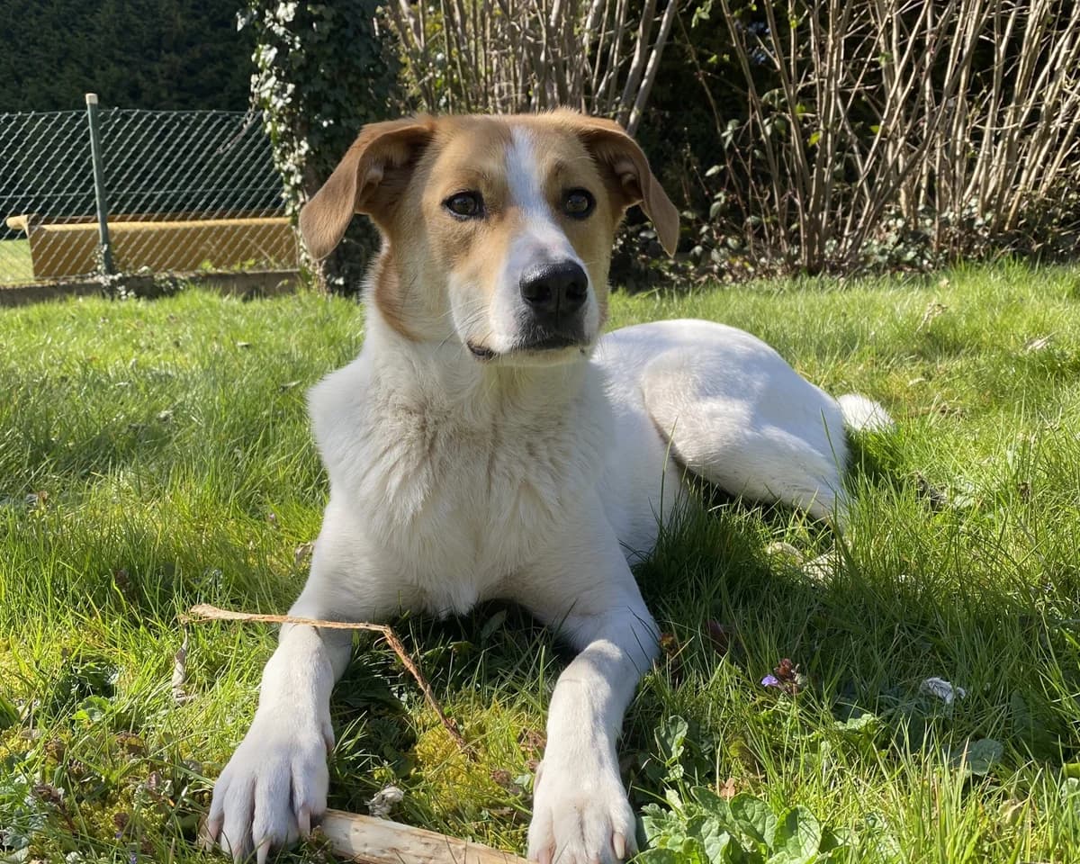 Ida – PLZ 33104, female young Mixed Breed for adoption at Tierrettung International e.V.