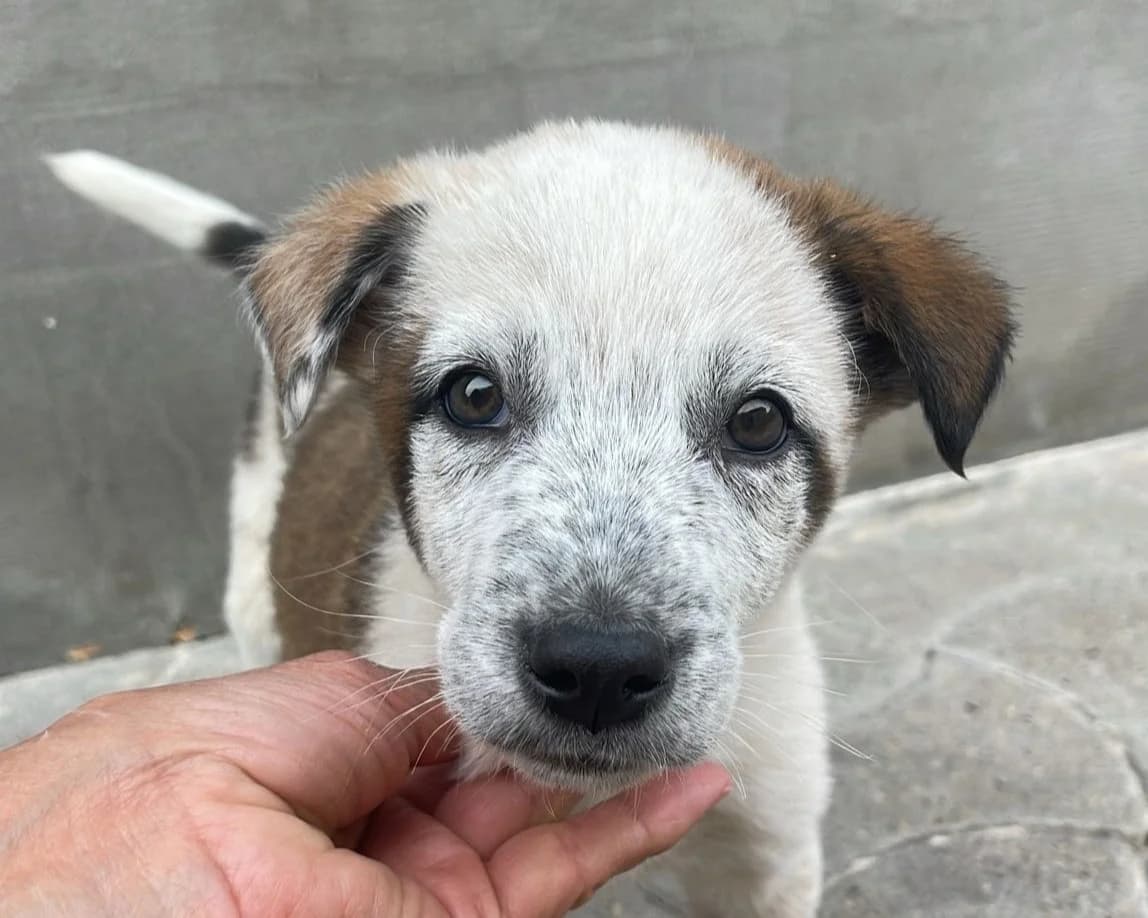 Patch, male puppy Mixed Breed for adoption at Tierrettung International e.V.