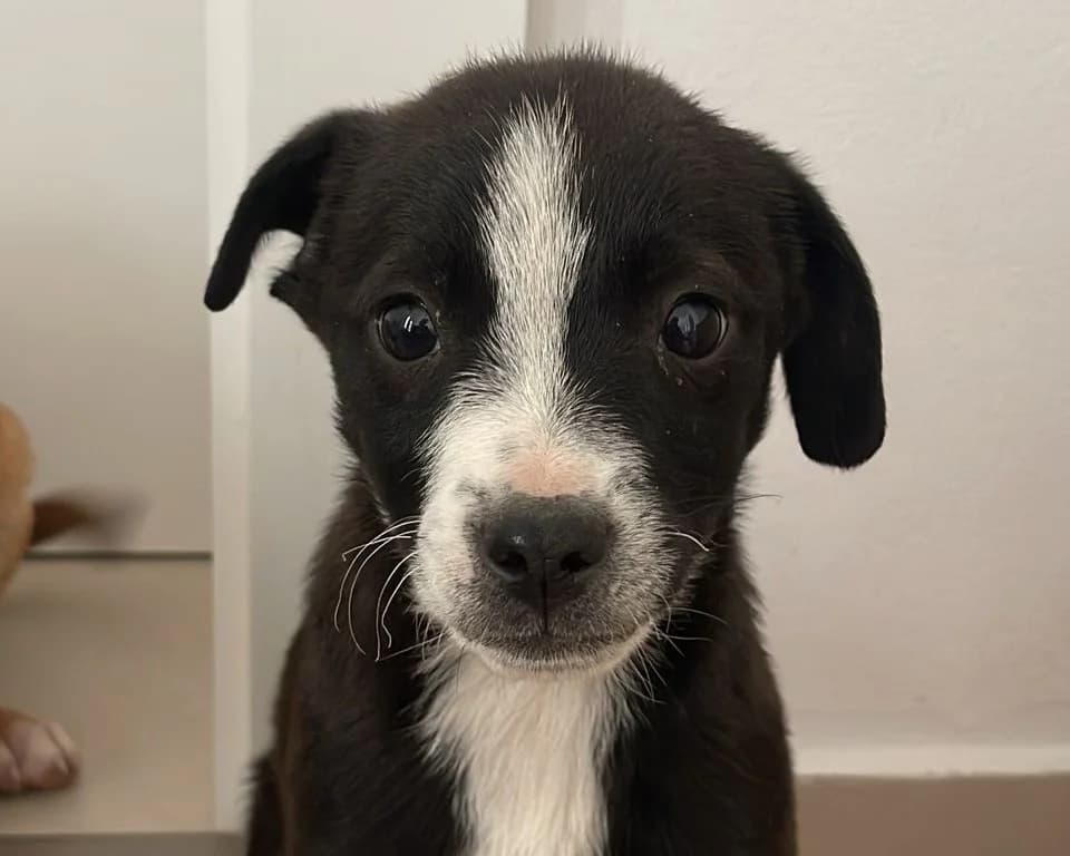Pepe, male puppy Mixed Breed for adoption at Tierrettung International e.V.