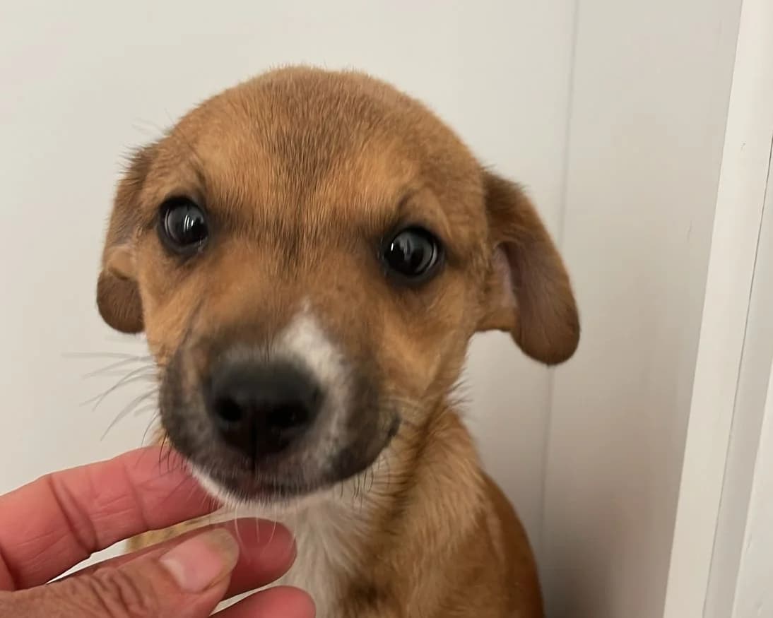 Paco, male puppy Mixed Breed for adoption at Tierrettung International e.V.