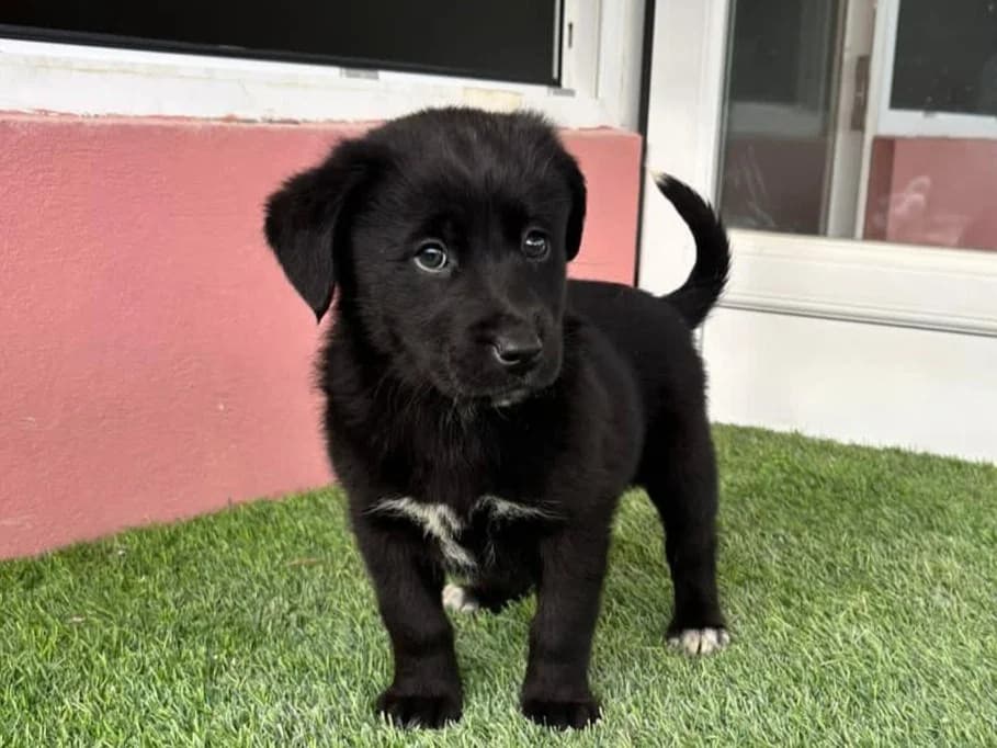 Letizia, female puppy Mixed Breed for adoption at Tierrettung International e.V.