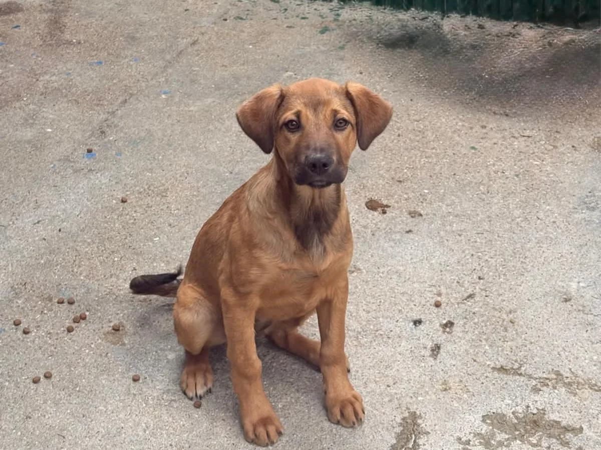 Bina, female puppy Mixed Breed for adoption at Tierrettung International e.V.
