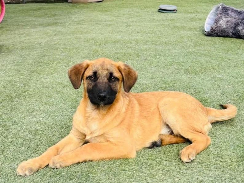 Bino, male puppy Mixed Breed for adoption at Tierrettung International e.V.