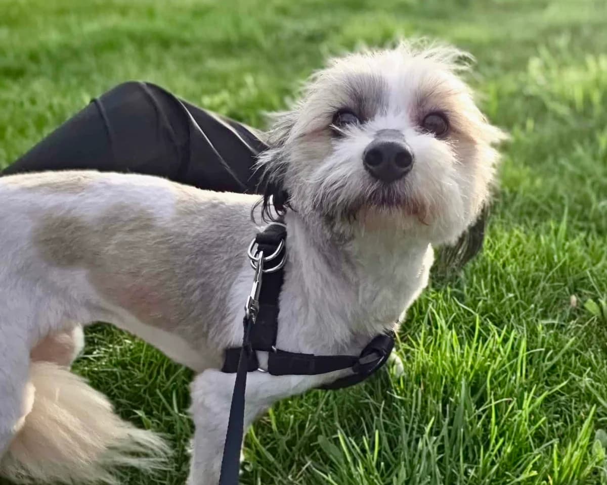Mochi, female 3yo Mixed Breed for adoption at Tierrettung International e.V.