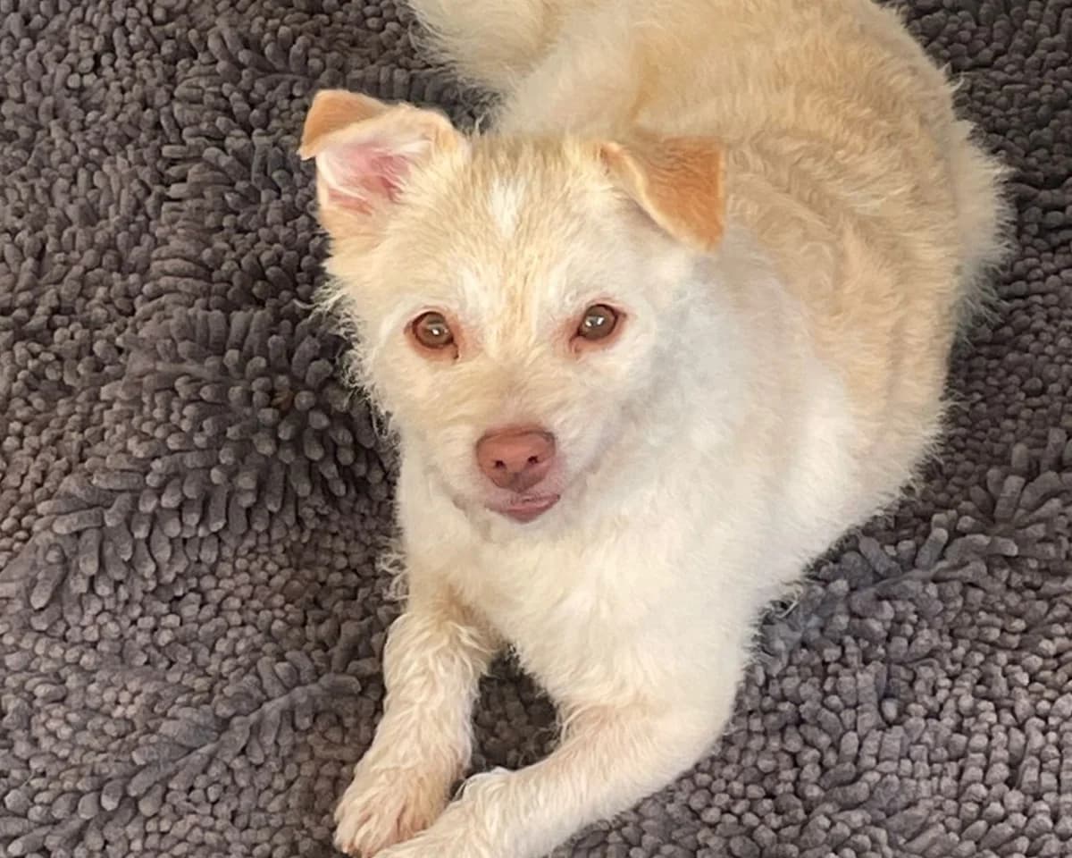 Willow – PLZ 51063, female 6yo Mixed Breed for adoption at Tierrettung International e.V.