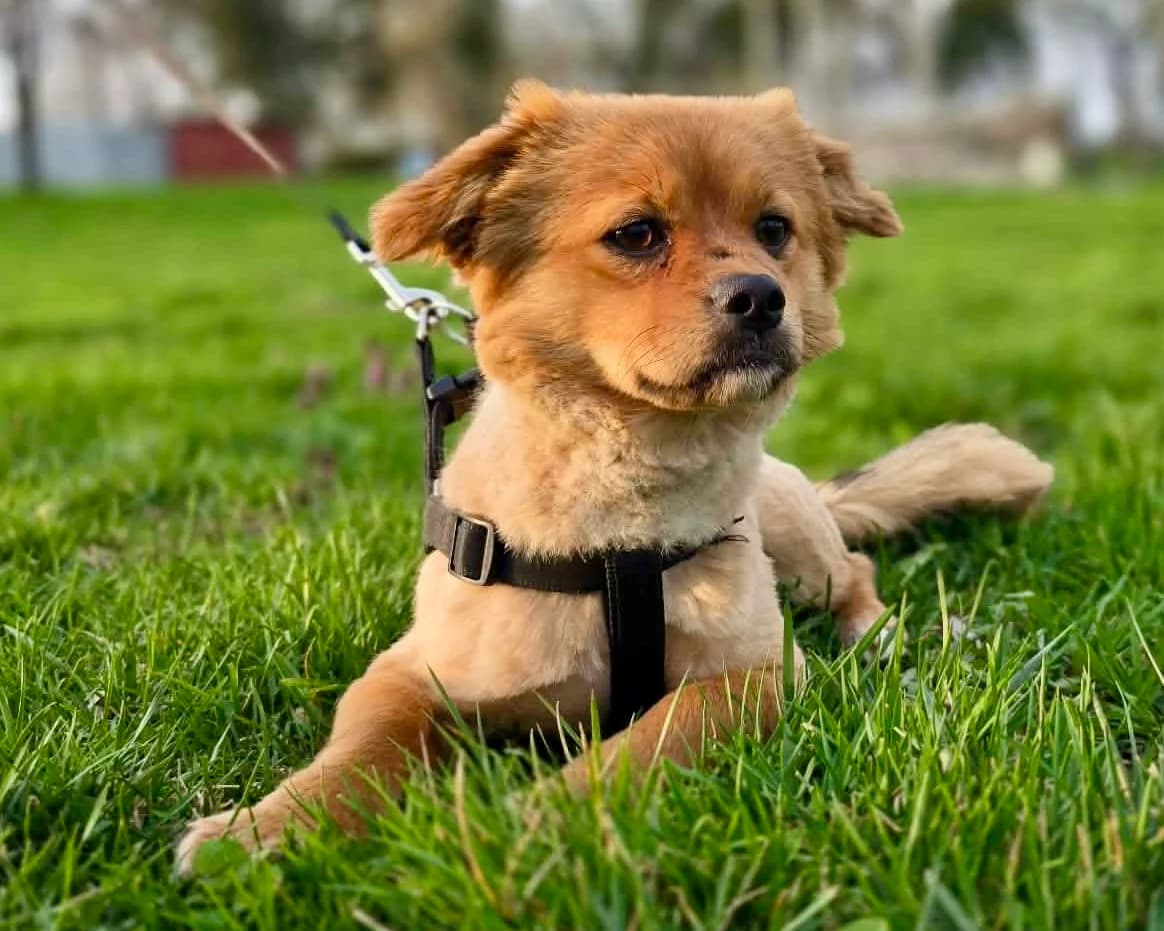 Topoki, male young Mixed Breed for adoption at Tierrettung International e.V.
