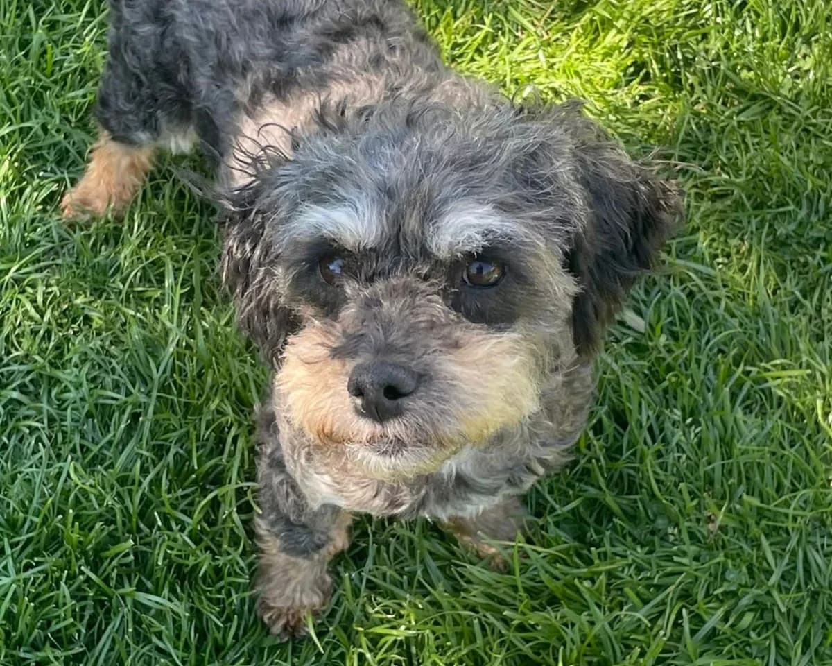 Irmchen – PLZ 51063, female young Mixed Breed for adoption at Tierrettung International e.V.