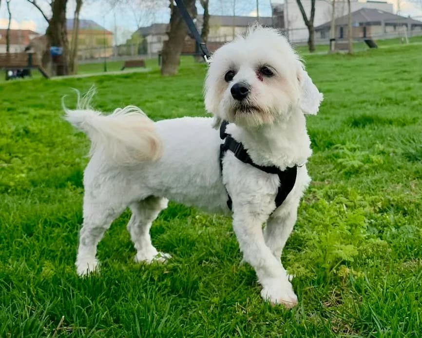 Perle, female 5yo Mixed Breed for adoption at Tierrettung International e.V.