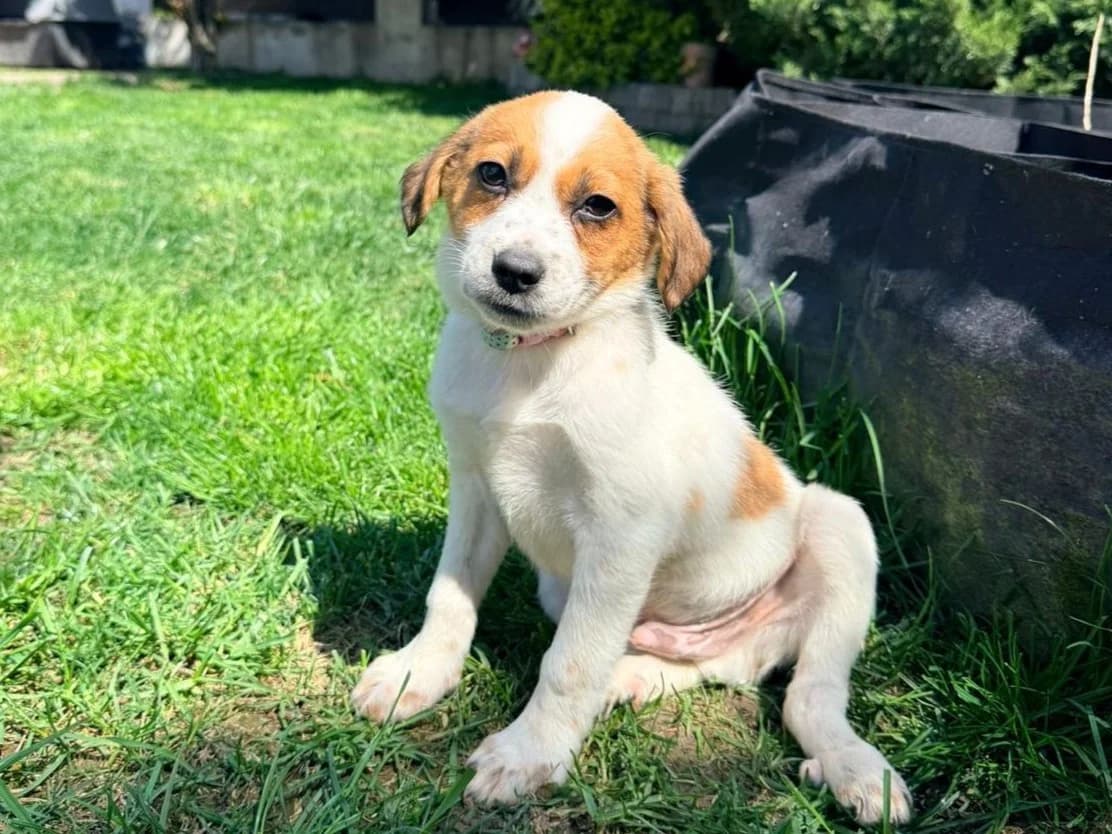 Wyne, male puppy Mixed Breed for adoption at Tierrettung International e.V.