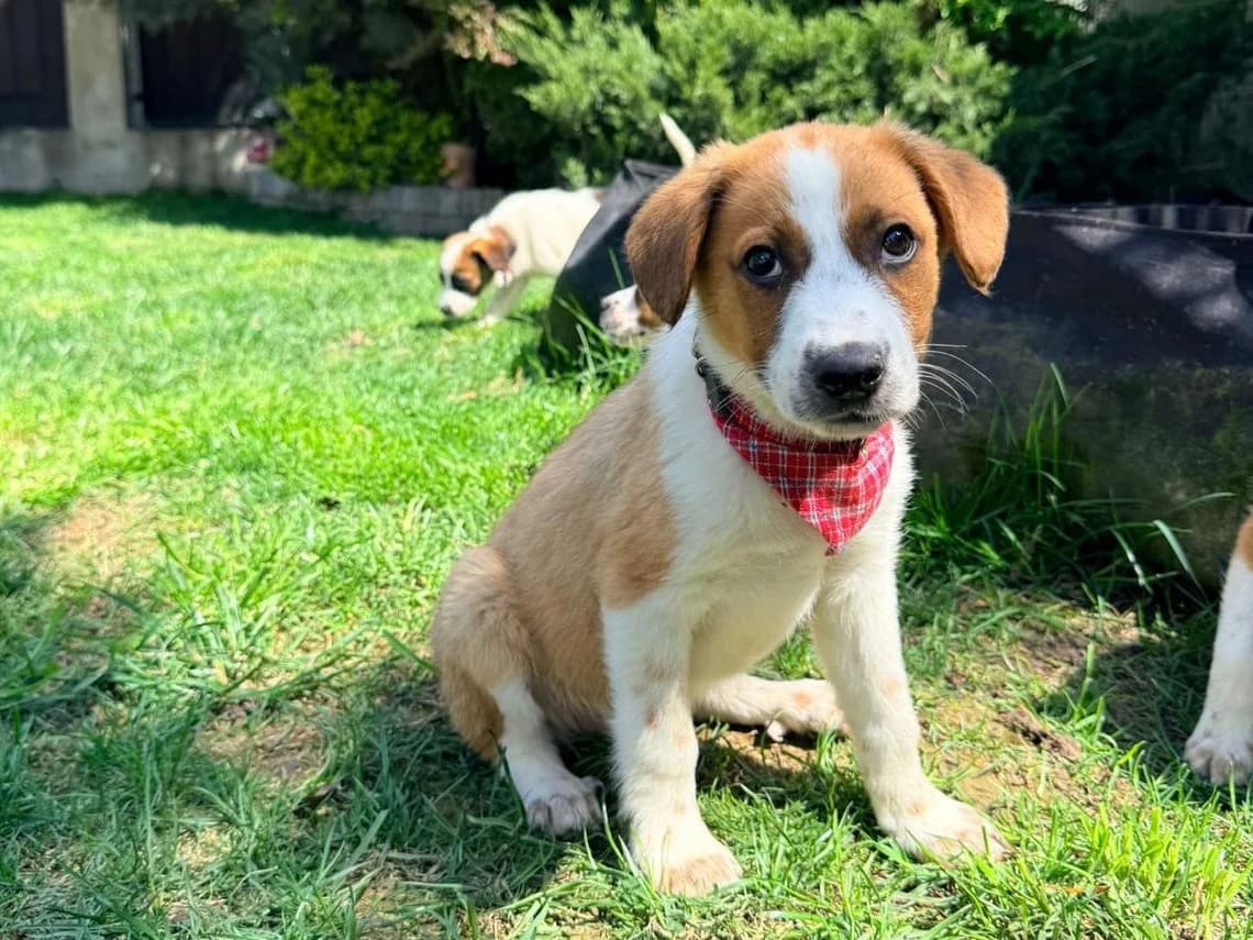 Wendo, male puppy Mixed Breed for adoption at Tierrettung International e.V.