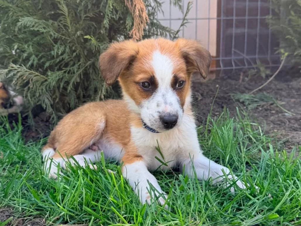 Wisco, male puppy Mixed Breed for adoption at Tierrettung International e.V.