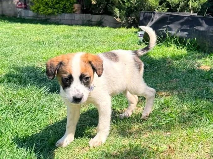 Wiola, female puppy Mixed Breed for adoption at Tierrettung International e.V.