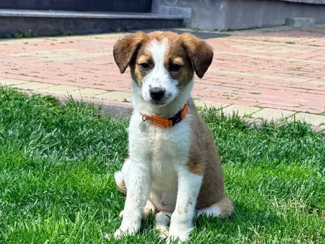 Waletta, female puppy Mixed Breed for adoption at Tierrettung International e.V.