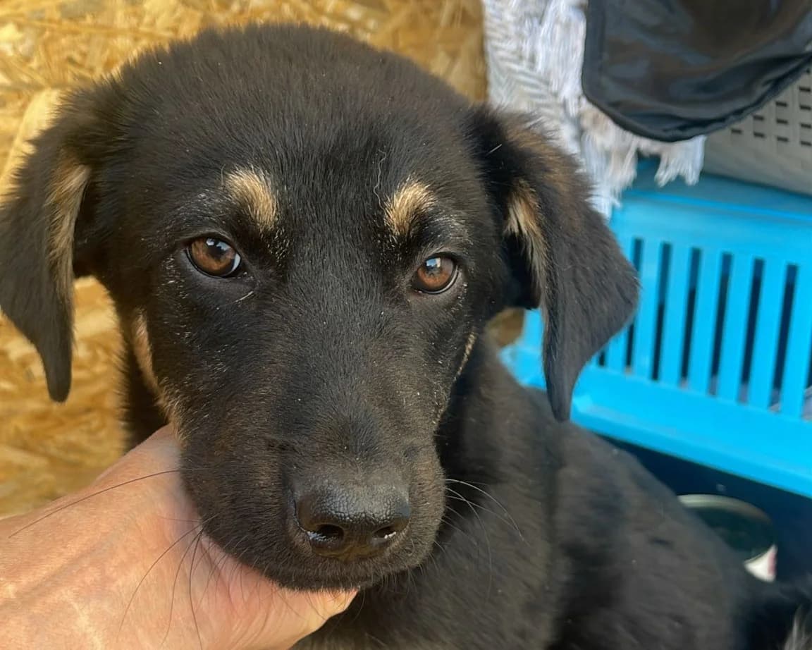 Bobby, male puppy Mixed Breed for adoption at Tierrettung International e.V.