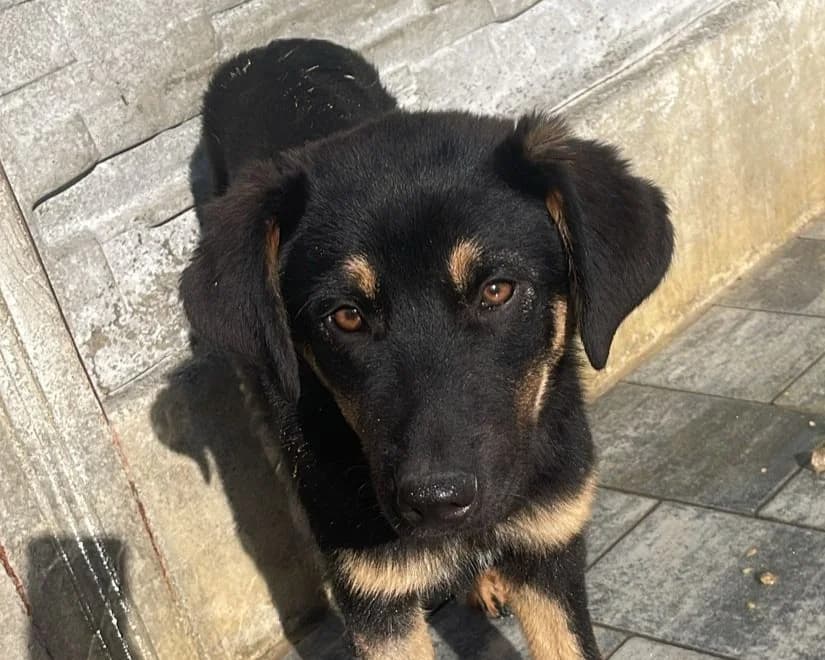 Bobby, male young Mixed Breed for adoption at Tierrettung International e.V.