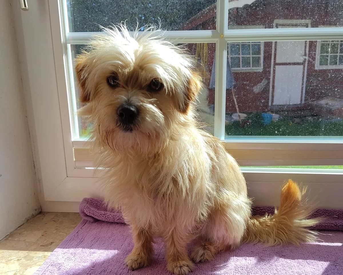 Käthe, female young mixed breed for adoption at Tierrettung International e.V.