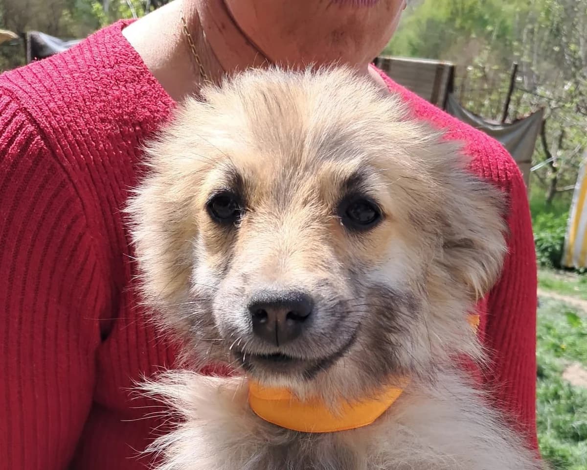 Mascha, female puppy Mixed Breed for adoption at Tierrettung International e.V.