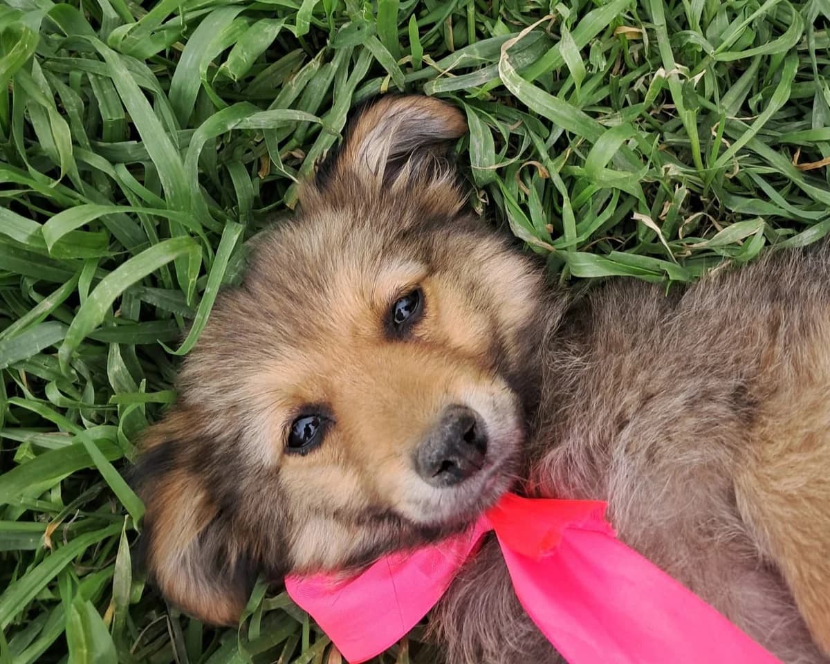 Minusch, female puppy Mixed Breed for adoption at Tierrettung International e.V.