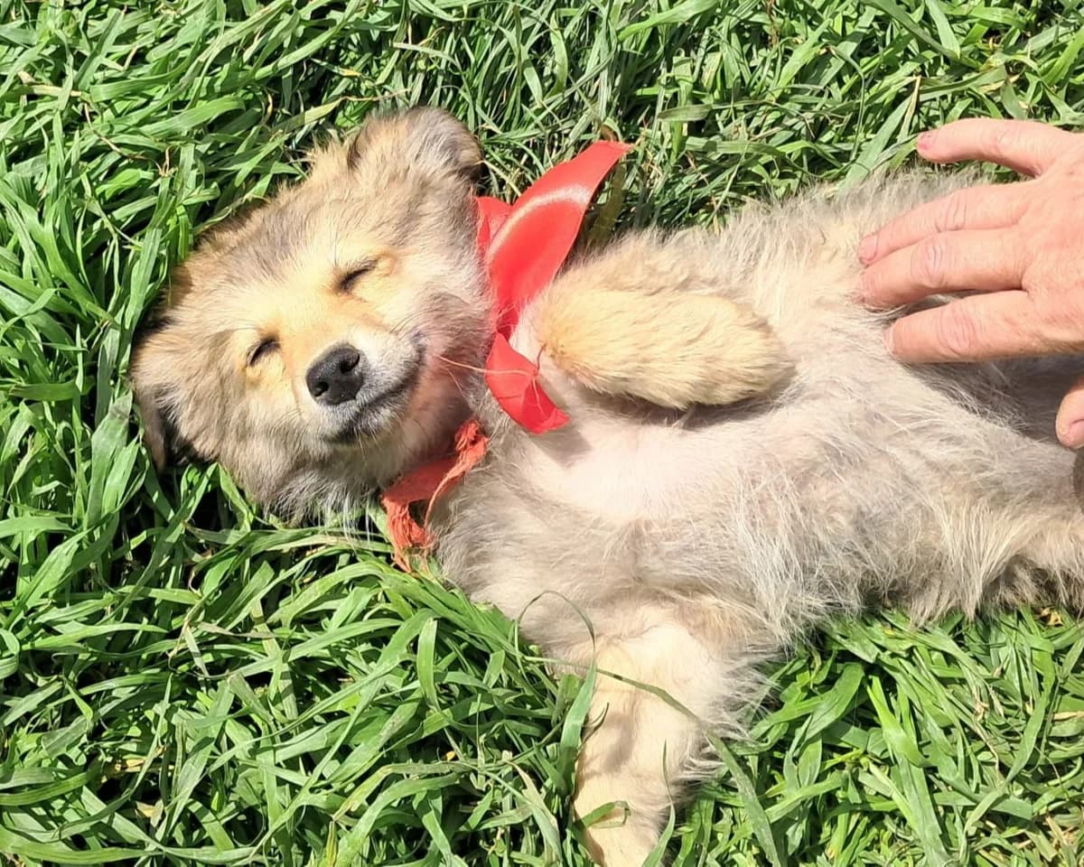Martha, female puppy Mixed Breed for adoption at Tierrettung International e.V.