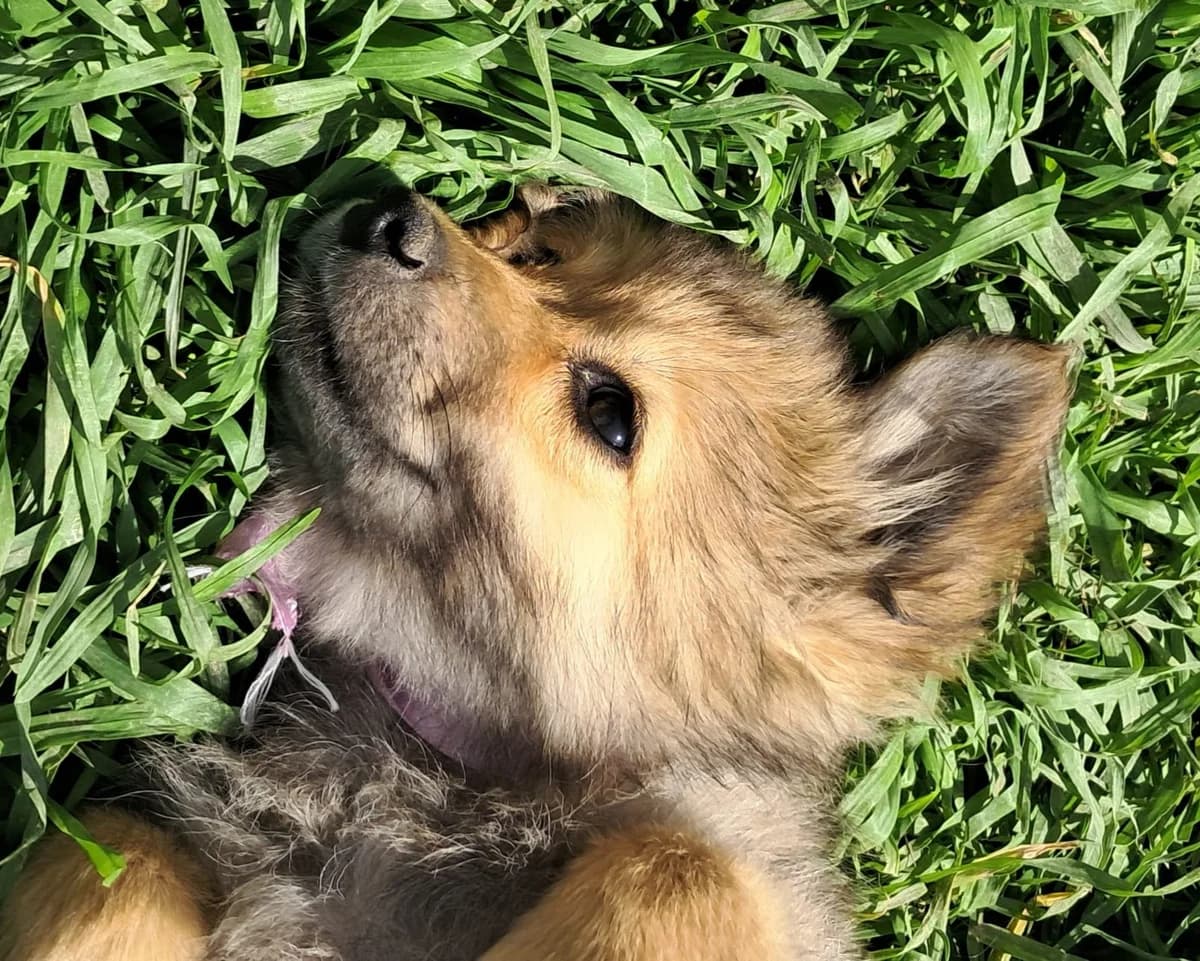Momo, female puppy Mixed Breed for adoption at Tierrettung International e.V.