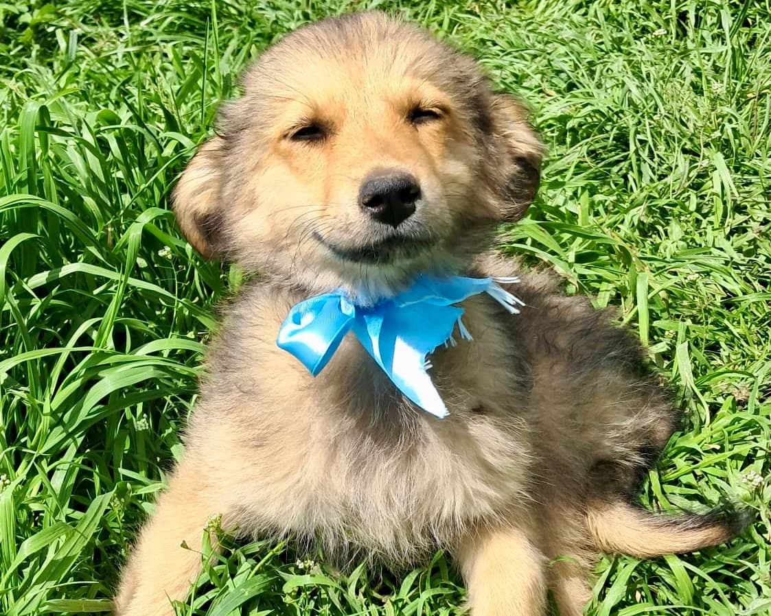 Marek, male puppy Mixed Breed for adoption at Tierrettung International e.V.