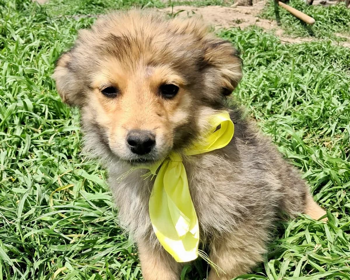 Merlin, male puppy Mixed Breed for adoption at Tierrettung International e.V.