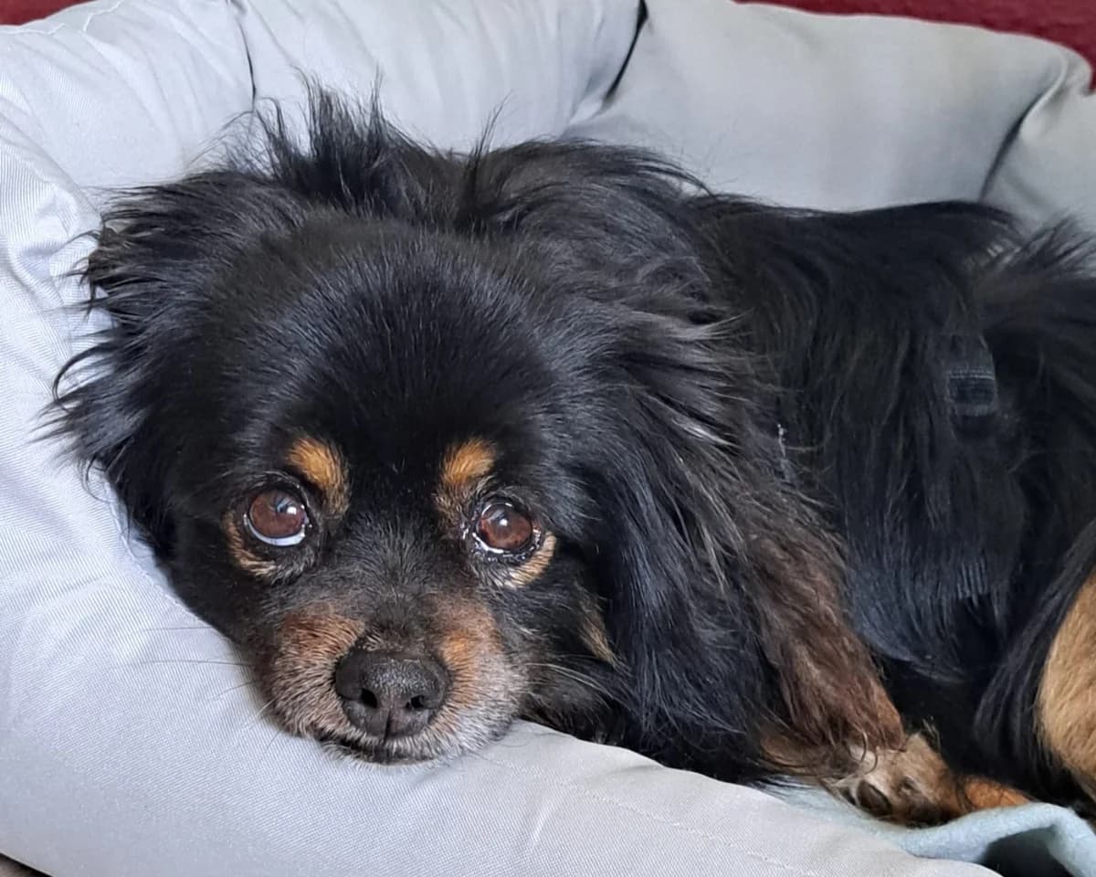 Paddy, male 7yo Mixed Breed for adoption at Tierrettung International e.V.