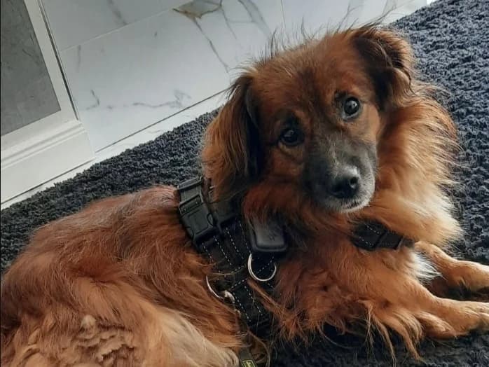 Dana, female young Mixed Breed for adoption at Tierrettung International e.V.