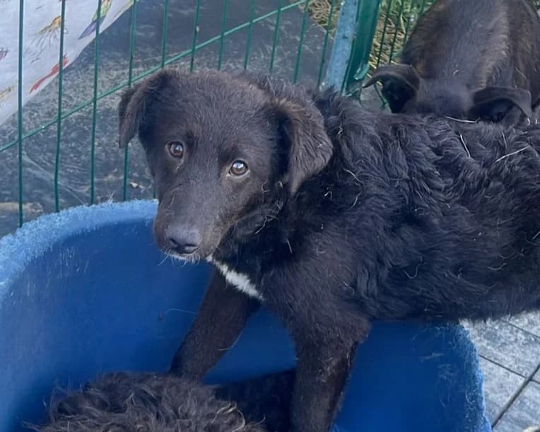 Avani, female young Mixed Breed for adoption at Tierrettung International e.V.