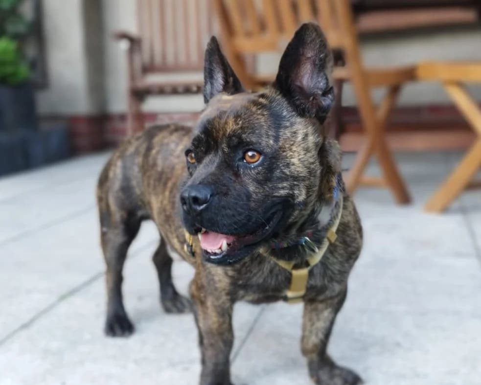 Manni – PLZ 27367, male young Mixed Breed for adoption at Tierrettung International e.V.