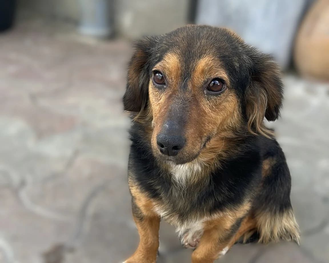 Liesel – PLZ 67308, female young Mixed Breed for adoption at Tierrettung International e.V.