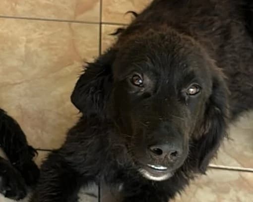 Balou, male young Mixed Breed for adoption at Tierrettung International e.V.