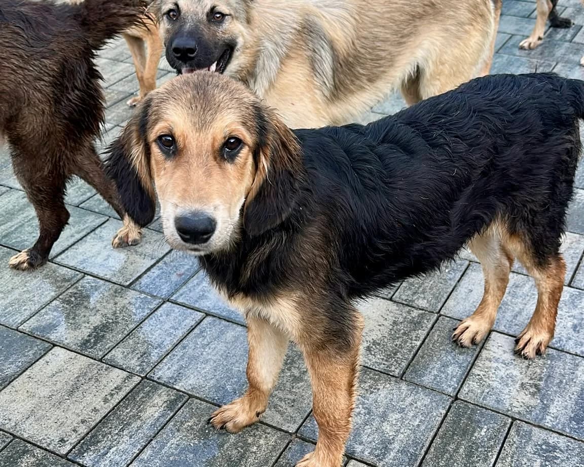 Ben, male young Mixed Breed for adoption at Tierrettung International e.V.