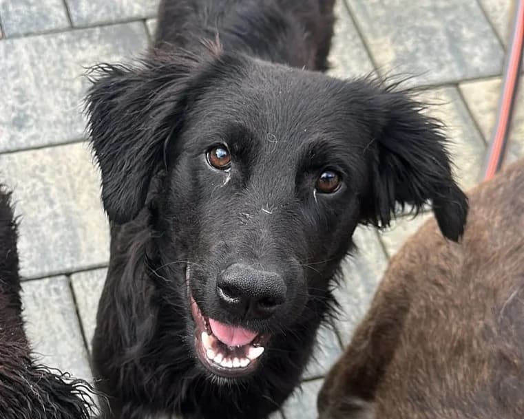 Brody, male young Mixed Breed for adoption at Tierrettung International e.V.
