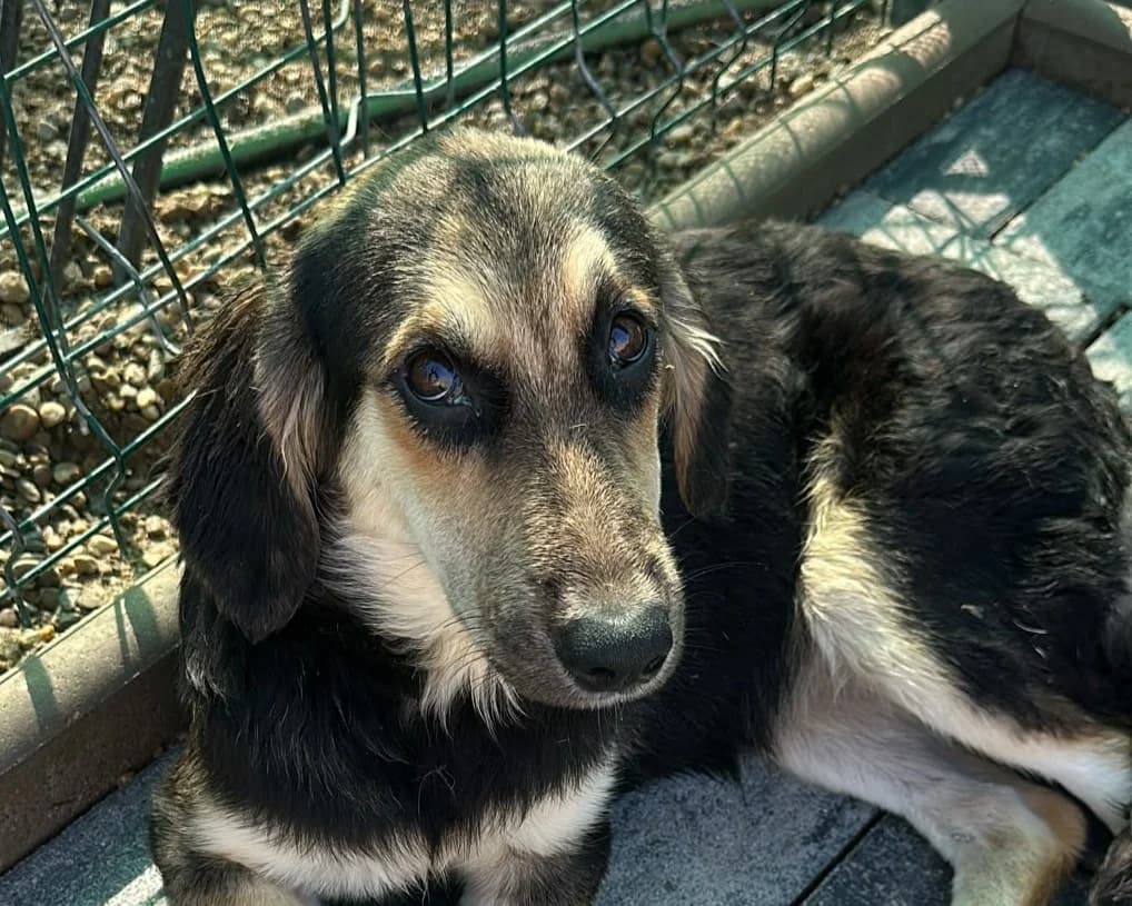 Bonnie, female young Mixed Breed for adoption at Tierrettung International e.V.