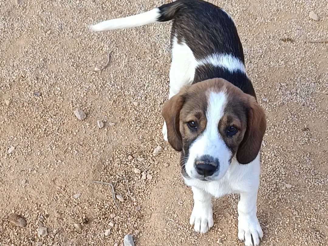 Amber, female puppy Mixed Breed for adoption at Tierrettung International e.V.