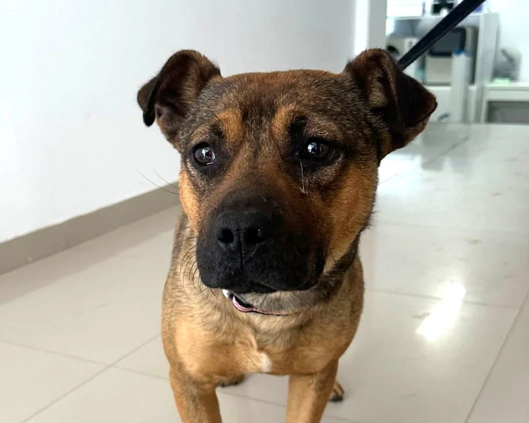 Dalia, female young Mixed Breed for adoption at Tierrettung International e.V.